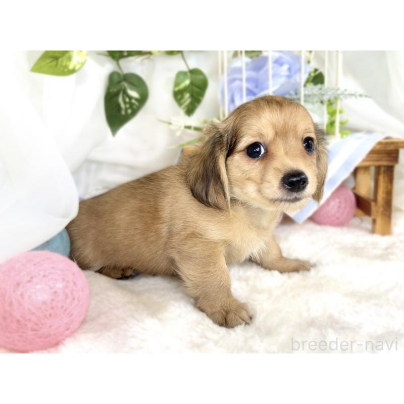 成約済の滋賀県のチワックス:チワワ×ミニチュアダックスフンド-413323の2枚目